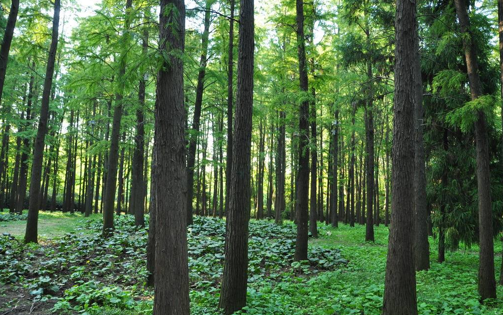 環(huán)保進(jìn)行時(shí) | 華洲木業(yè)，用行動(dòng)為地球發(fā)聲(圖3)