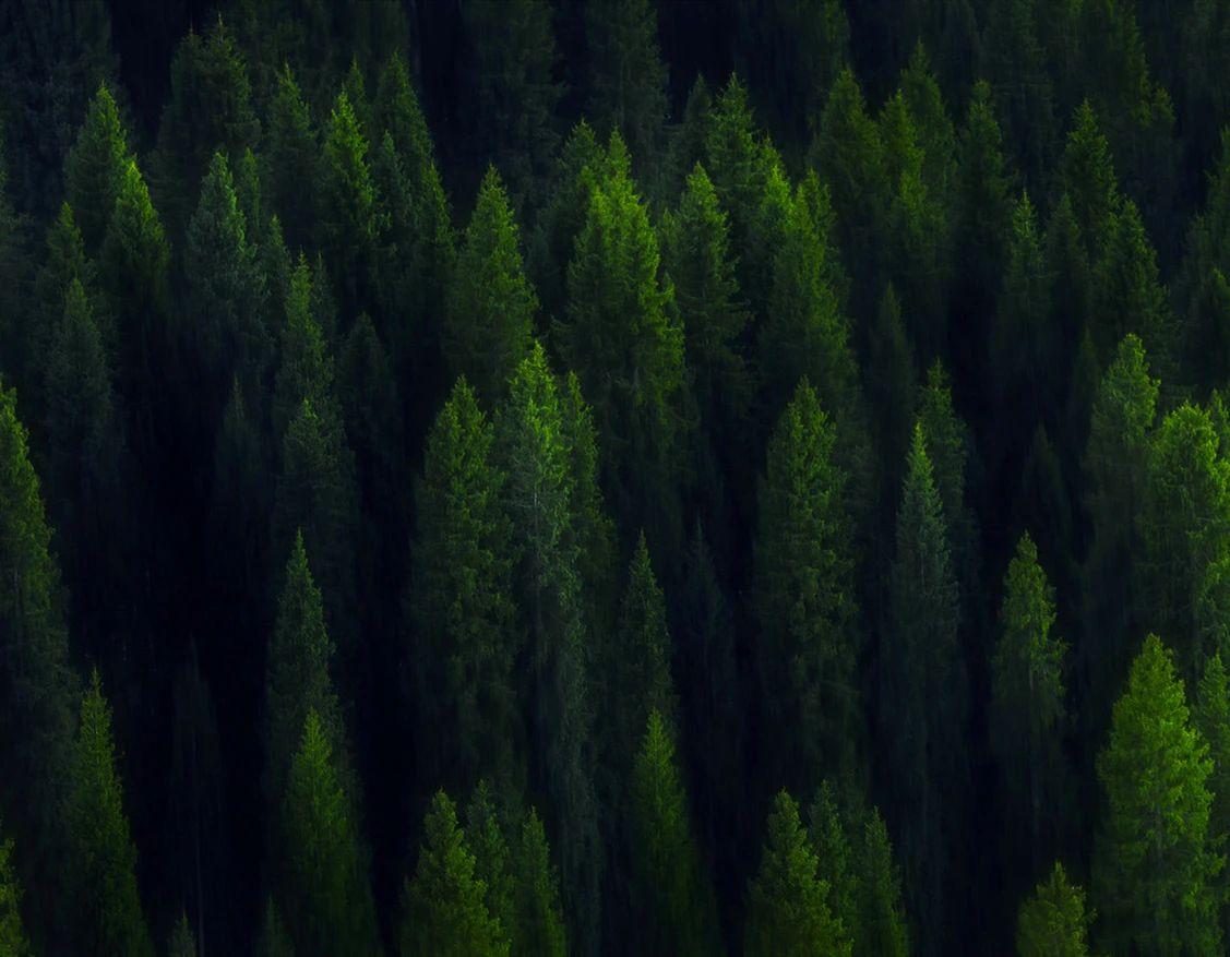 世界環(huán)境日|華洲無醛板，我是環(huán)保行動者！(圖3)