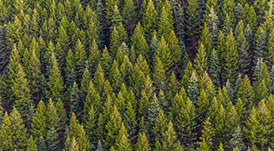 好材造好板 | 松木的自我修養(yǎng)