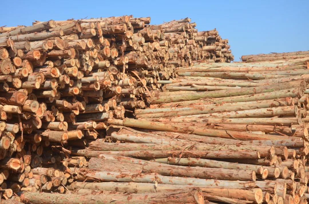 明星產(chǎn)品 | 華洲實(shí)木多層板誕生記！(圖1)