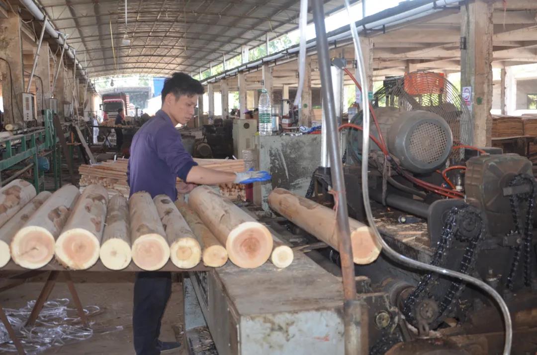 明星產(chǎn)品 | 華洲實(shí)木多層板誕生記！(圖2)