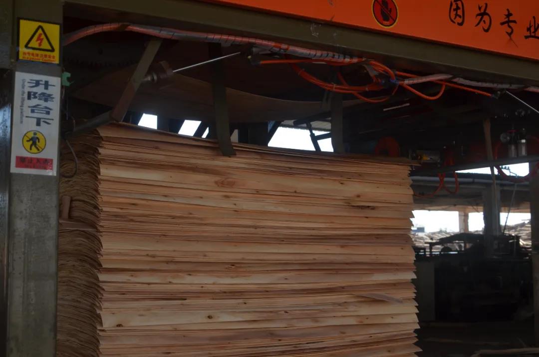 明星產(chǎn)品 | 華洲實(shí)木多層板誕生記！(圖5)