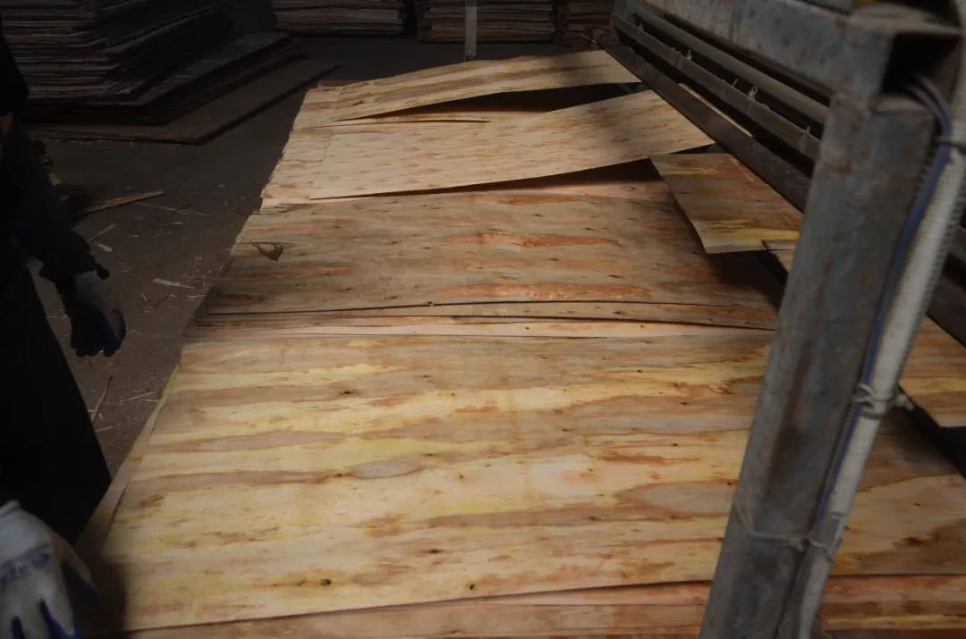 明星產(chǎn)品 | 華洲實(shí)木多層板誕生記！(圖9)