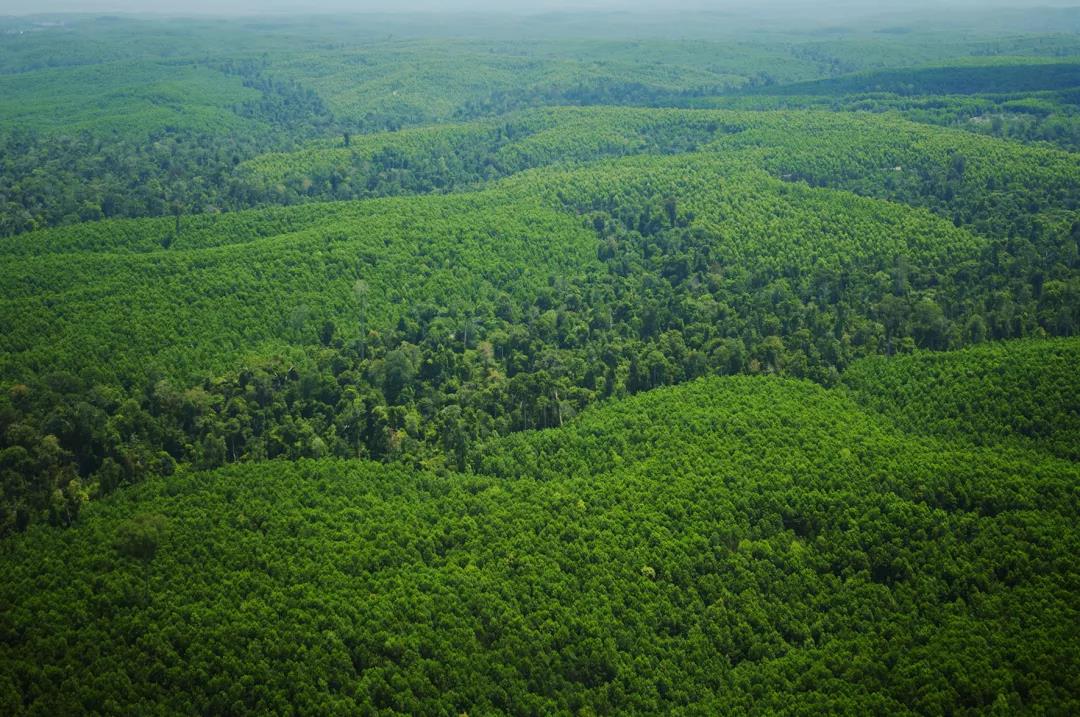 保障無醛添加，華洲金品澳桉板都做了這些事！(圖1)